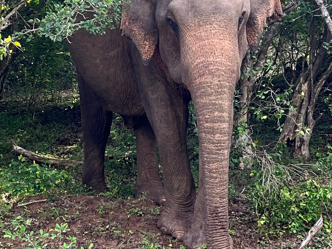 Yala Safari Tours-雅拉国家公园必去景点