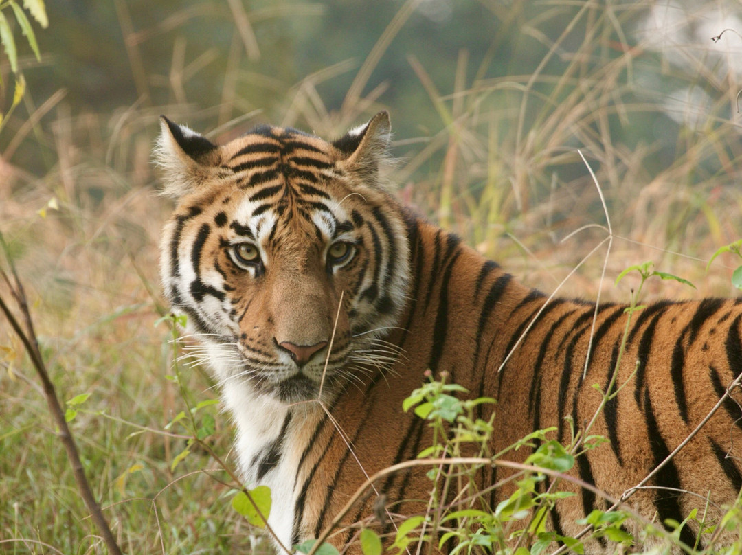 Kanha National Park-Mandla必去景点