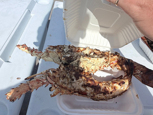 Island Paradise Tours-普罗维登西亚莱斯必去景点