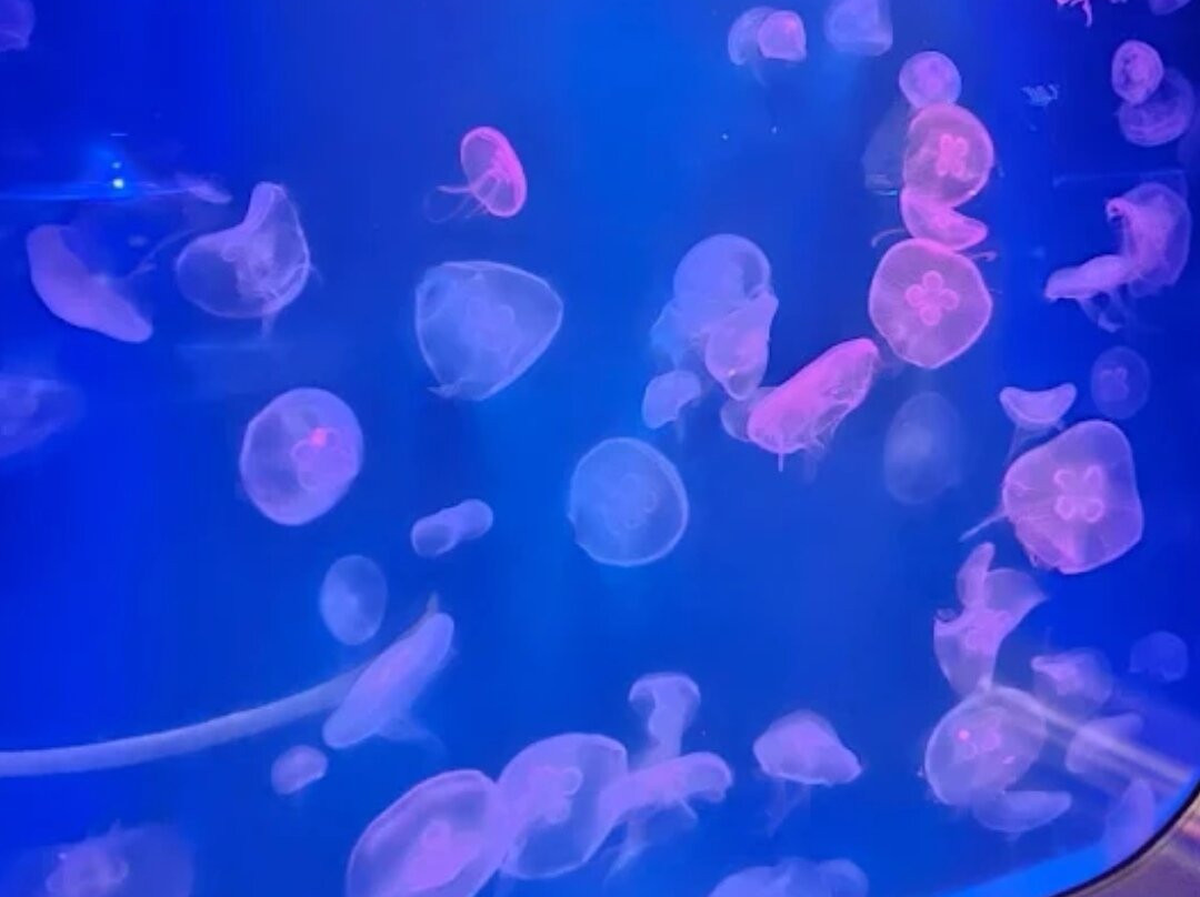 Marassi Aquarium & Underwater Zoo-Diyar Al Muharraq必去景点