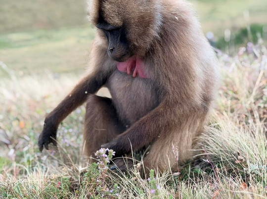 Simien Park Tours-贡德尔必去景点
