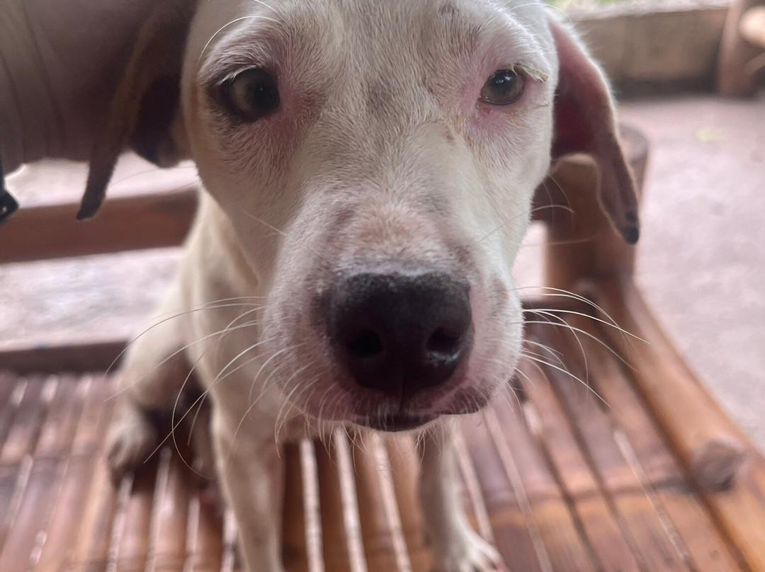 Moalboal Animal Welfare-莫阿尔博阿尔必去景点