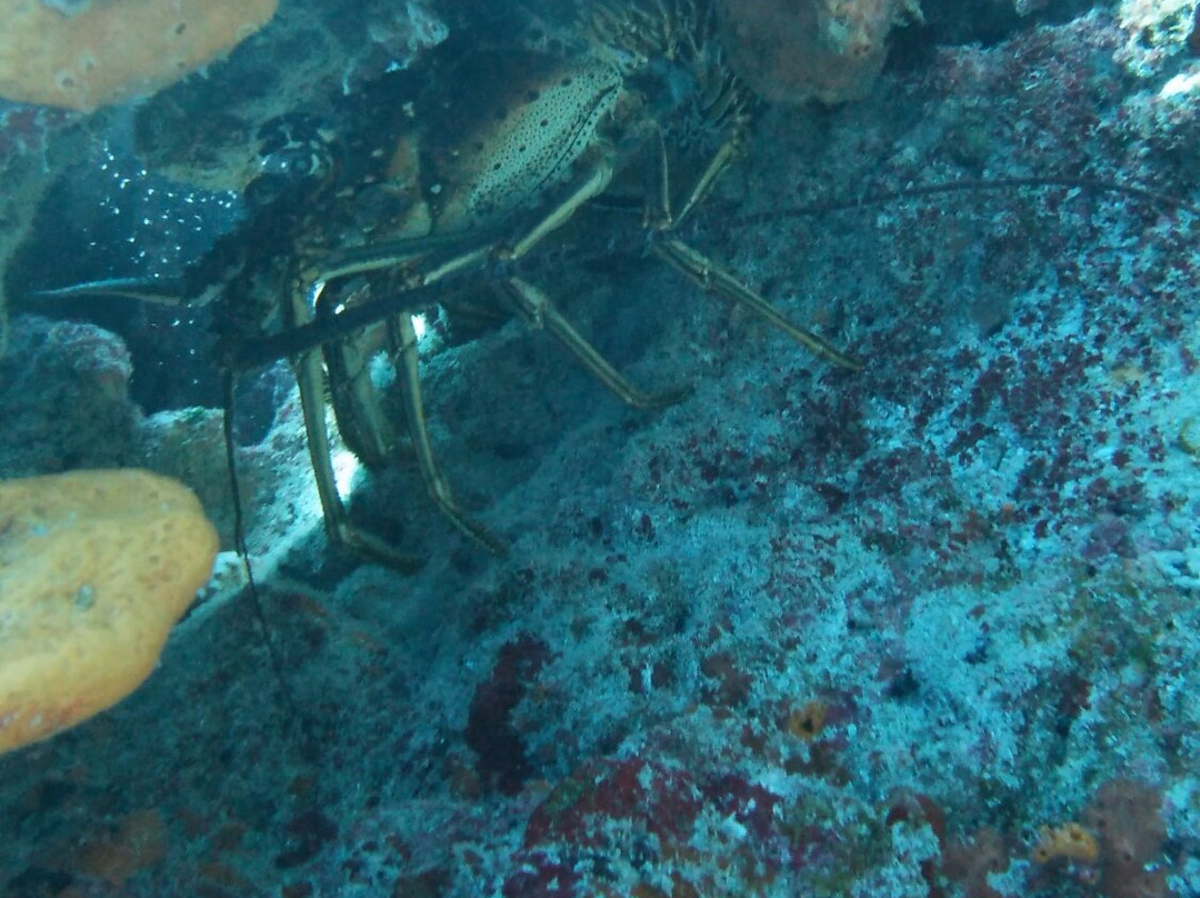 Squalo Divers-坎昆必去景点