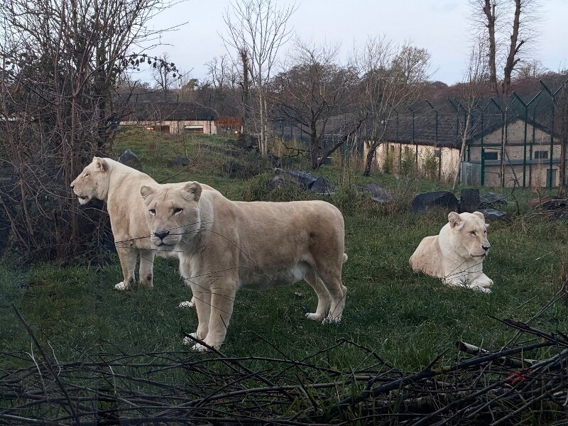 Safari Lodges At West Midlands Safari Park-酒店景观