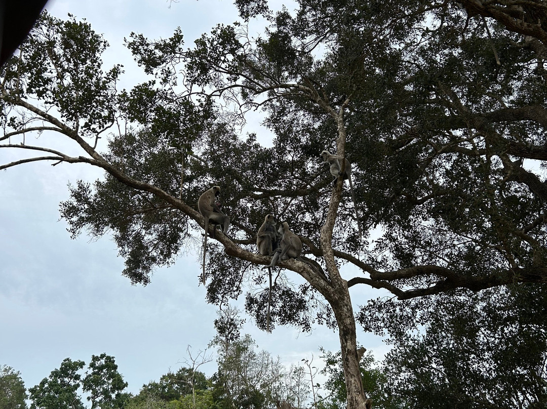 Eddy's Expeditions-加勒必去景点