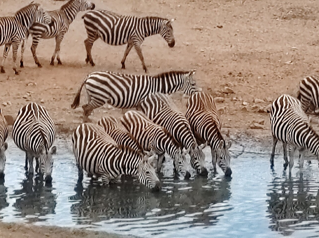 Oranje Safari-迪亚尼必去景点