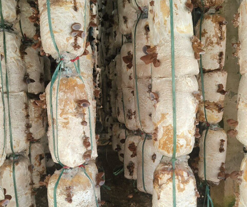 Mr. Peace's Tour Dalat-大勒必去景点