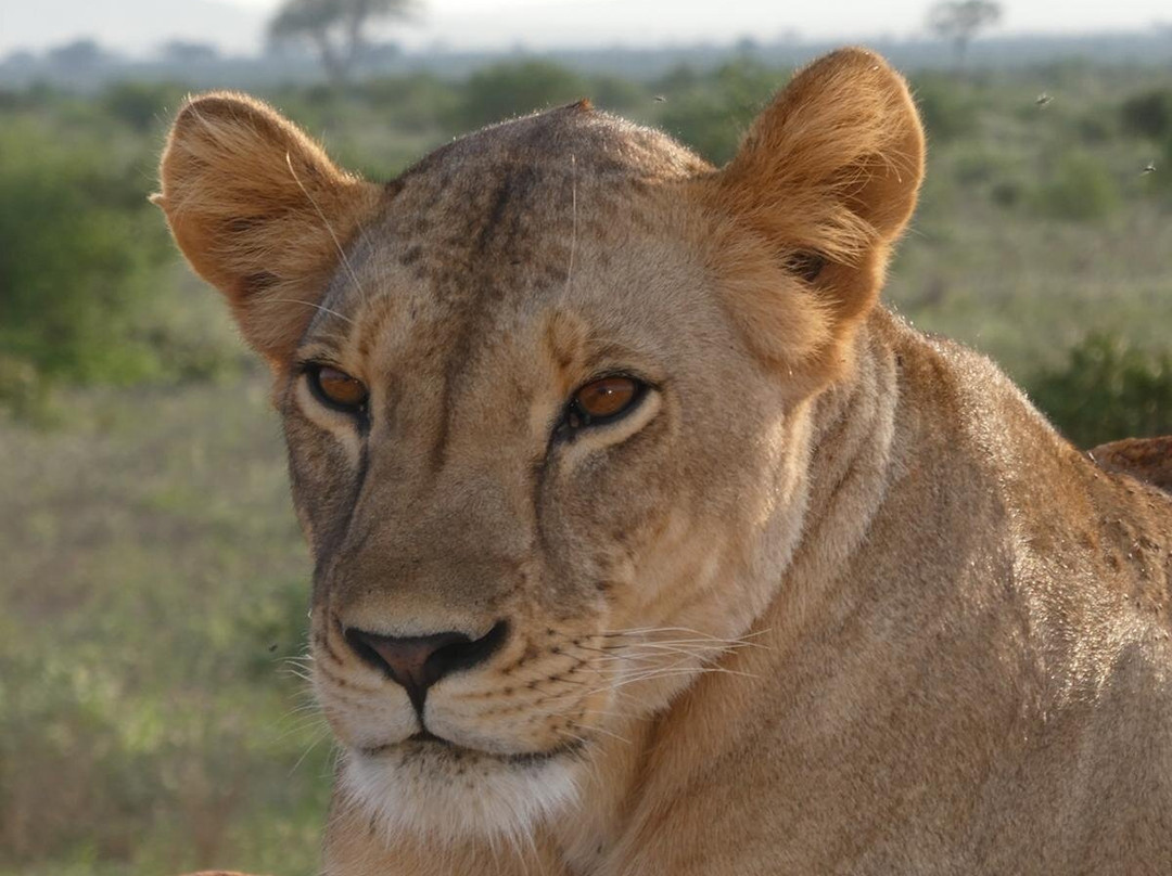 Malik Safari-马林地必去景点