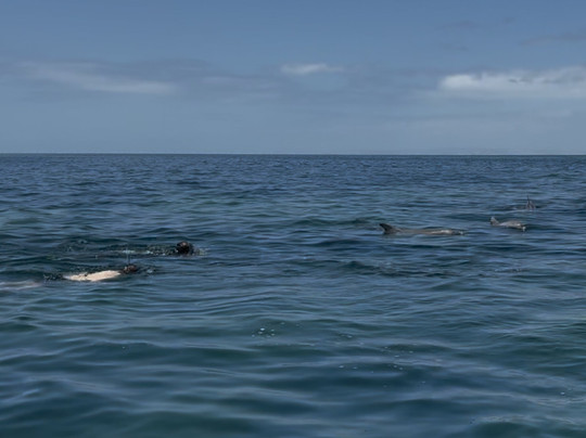 Kangaroo Island Marine Adventures-金斯科特必去景点