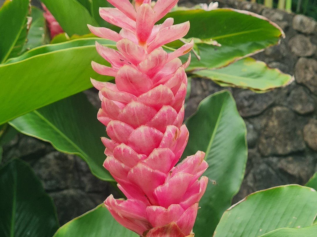 Tropical Island Breeze