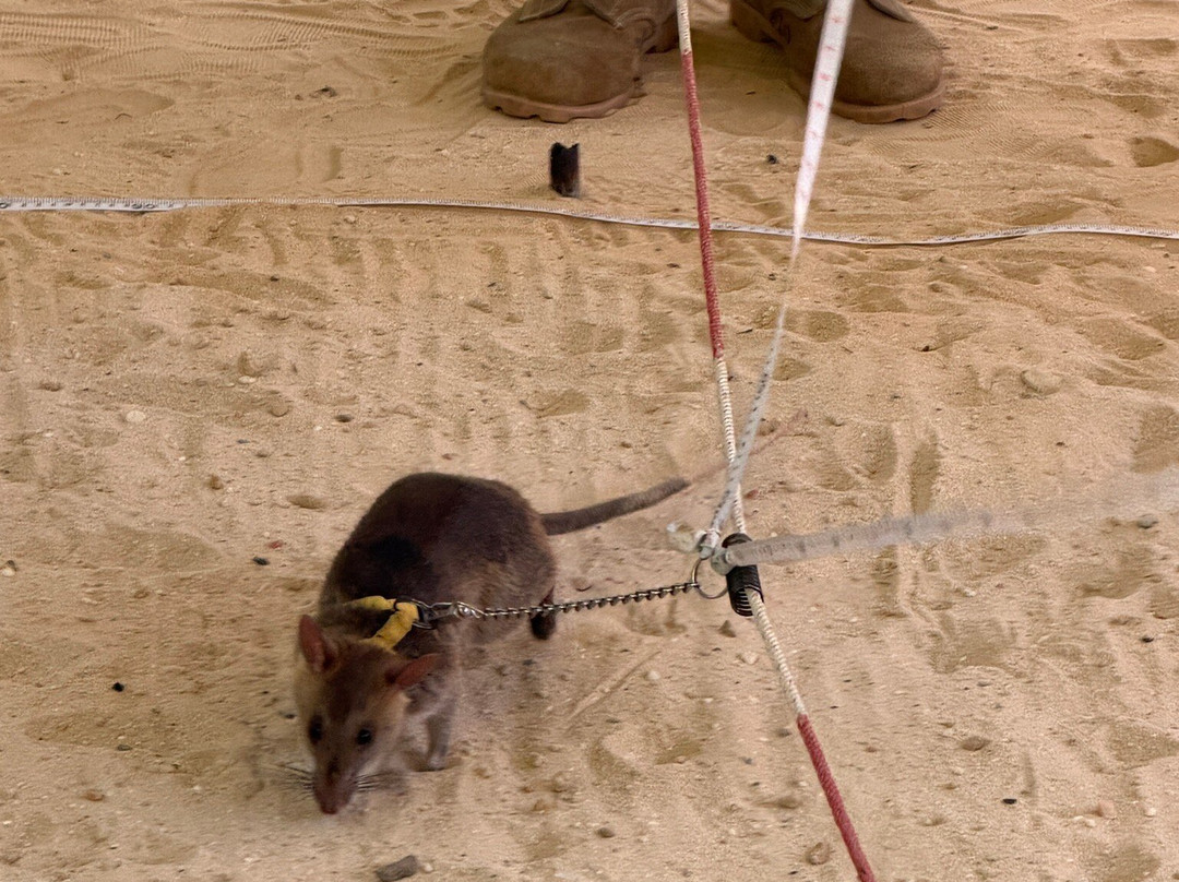 APOPO Visitor Center-暹粒必去景点