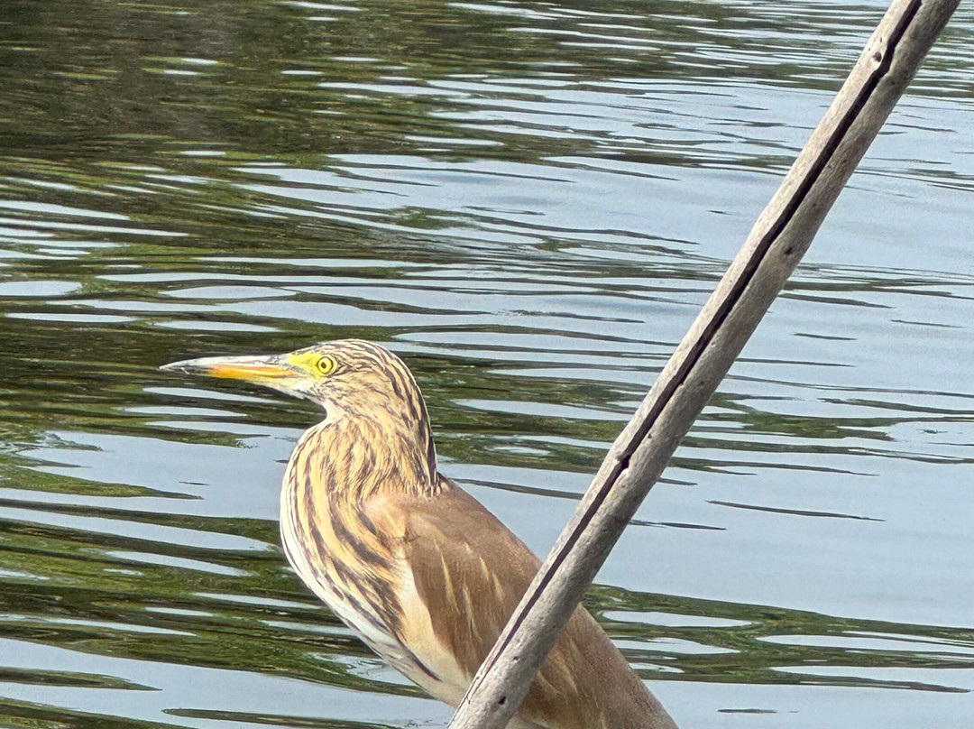 Tour Guide in Sri Lanka-尼甘布必去景点