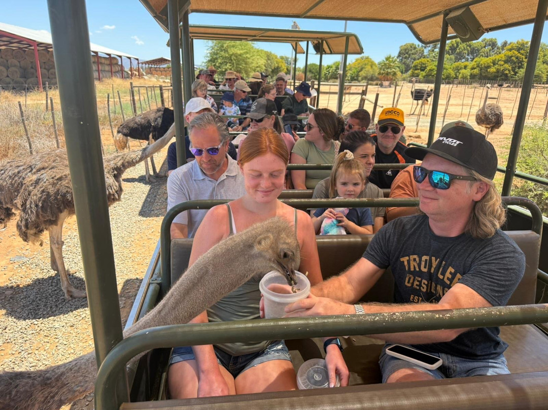 Safari Ostrich Farm-奥兹洪必去景点