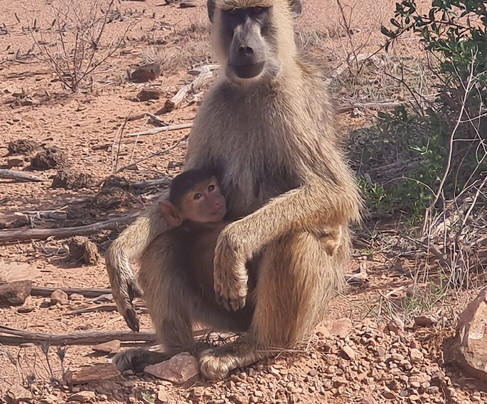 Omar Safari Kenya-瓦塔木必去景点