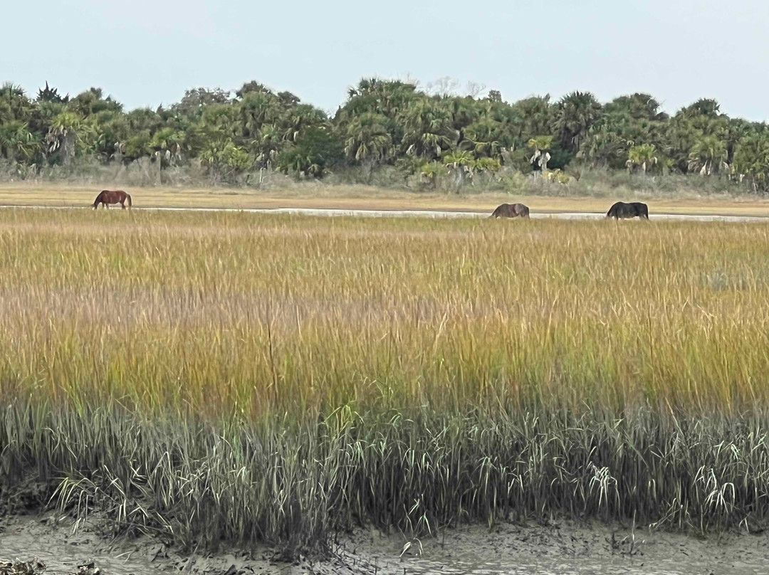 Cumberland Island National Seashore