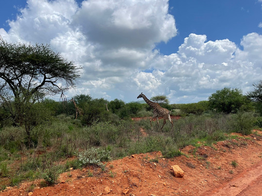 Kenya Experience Jonny Stecchino-瓦塔木必去景点