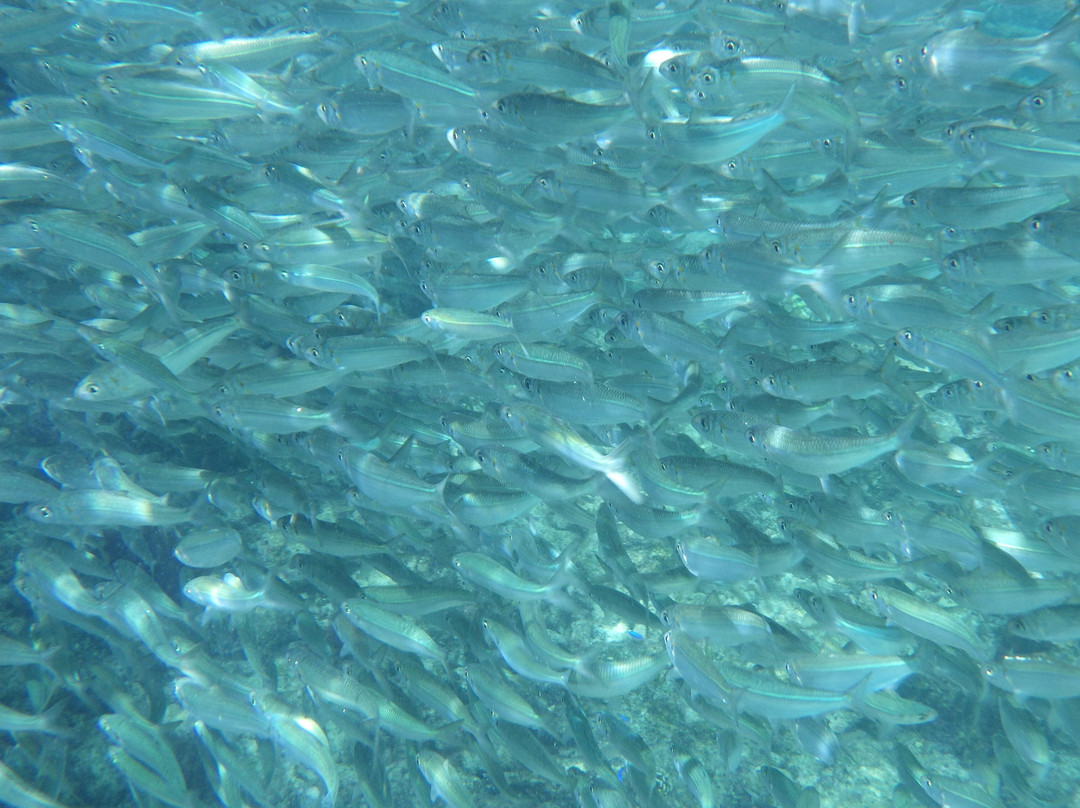 Napaling Reef-Panglao必去景点