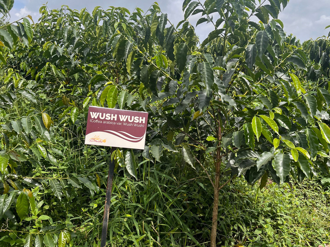 Café La Morelia-El Caimo必去景点