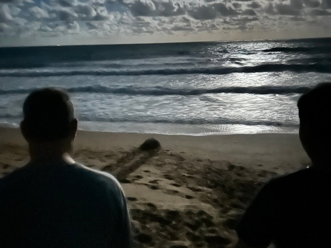 Mon Repos Turtle Encounter-邦德堡必去景点