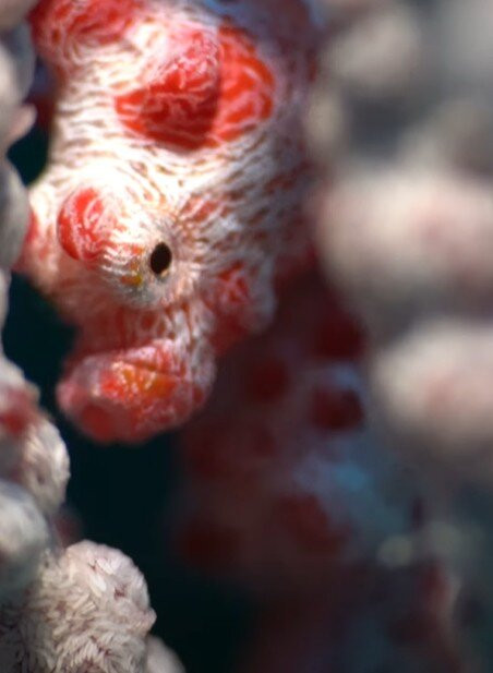 Kunie Scuba Center-Ile Des Pins必去景点