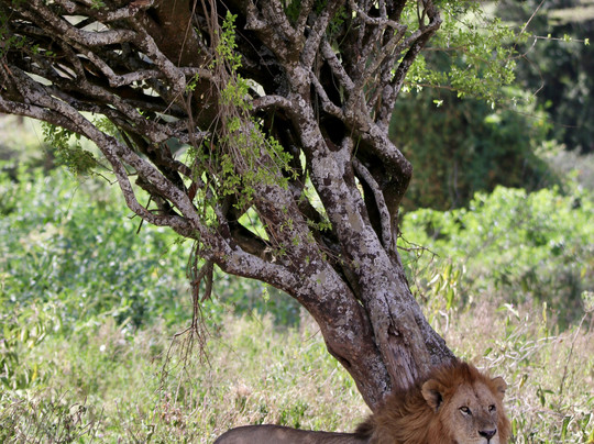Native Afrika Voyages-内罗毕必去景点