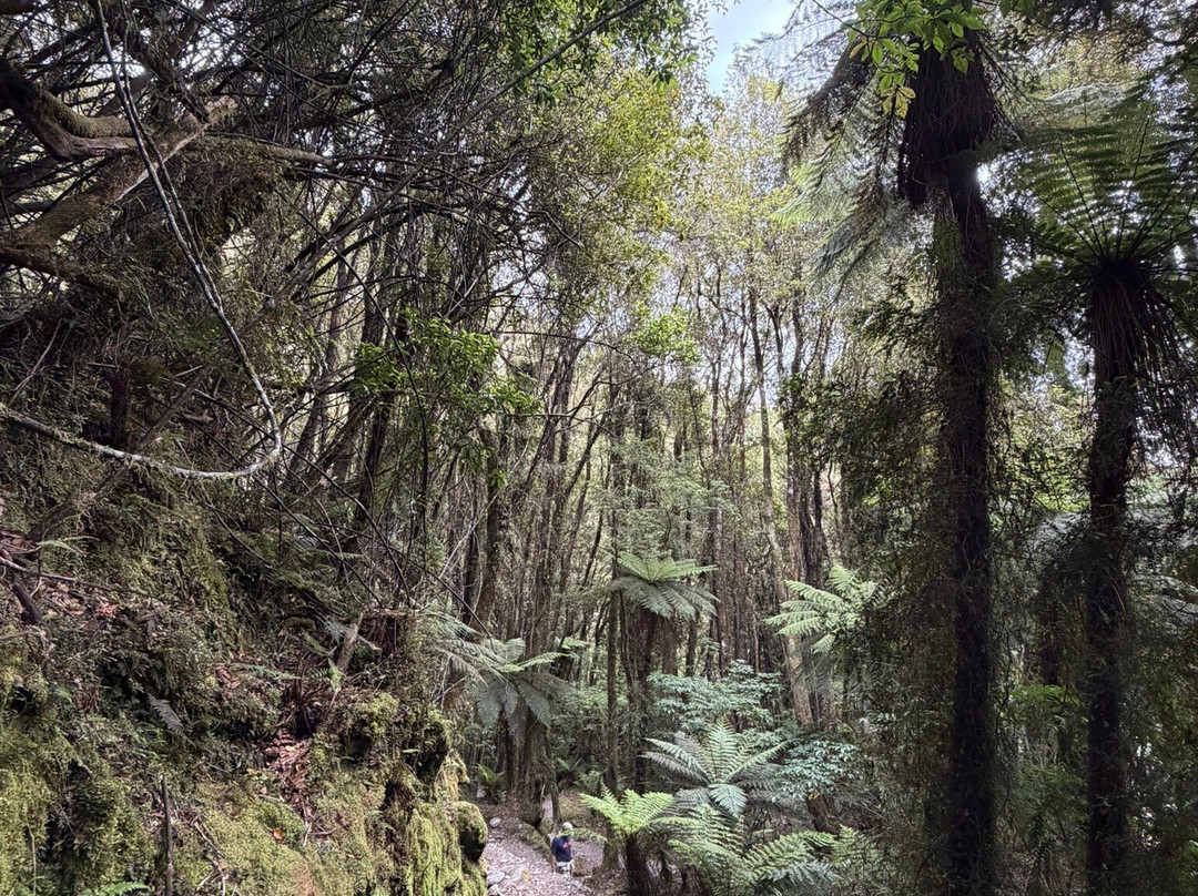 Callery Gorge Walk-弗朗茨约瑟夫（冰川）必去景点