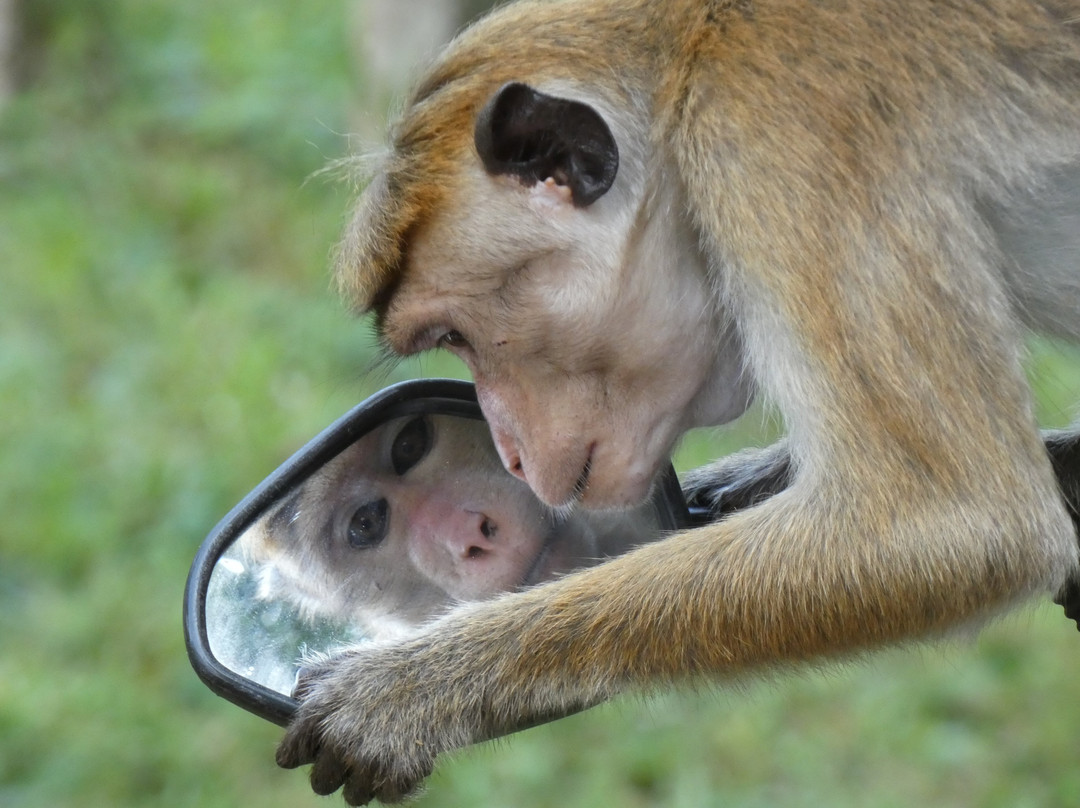 Hansali Reisen-加勒必去景点