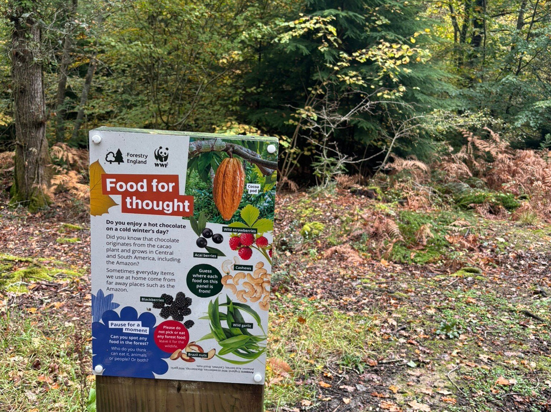 Alice Holt Forest-法纳姆必去景点