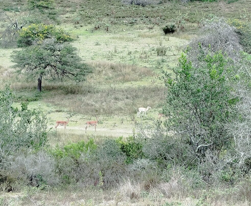 African Dawn Bird and Wildlife Sanctuary-Thornhill必去景点