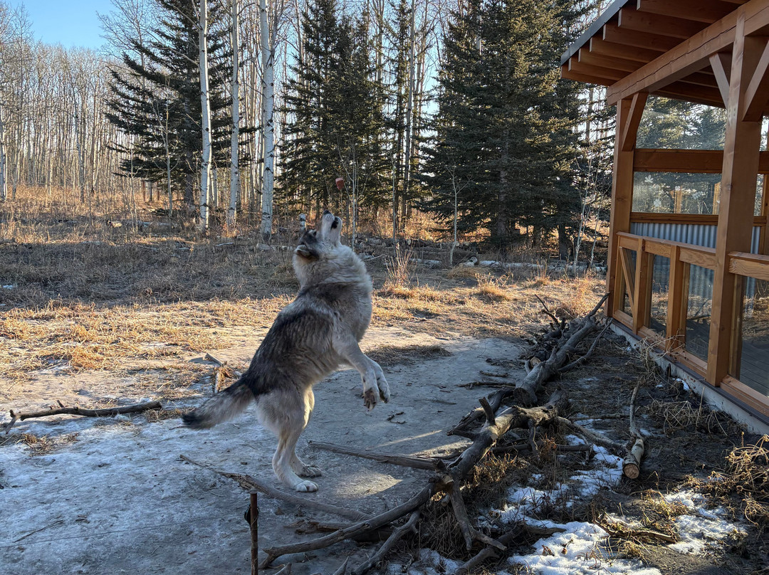 Yamnuska Wolfdog Sanctuary-科克伦必去景点
