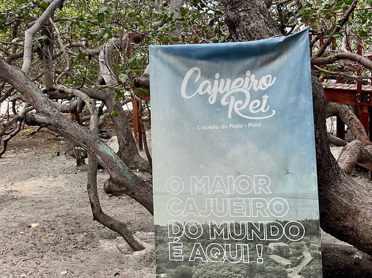 Cajueiro Rei-Cajueiro da Praia必去景点