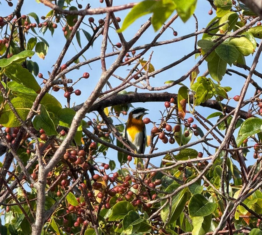 Birdwatching with Paulino Lopez Delgado-Cayo Coco必去景点