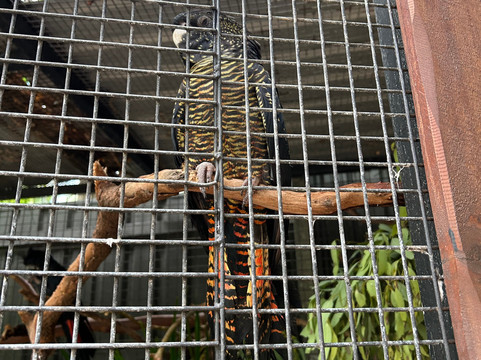 汉密尔顿岛野生动物世界-汉密尔顿岛必去景点