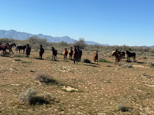 KOLI Equestrian Center-钱德勒必去景点