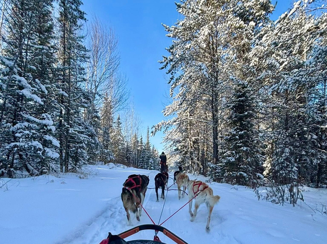 Chilly Dogs Sled Dog Trips-伊利必去景点