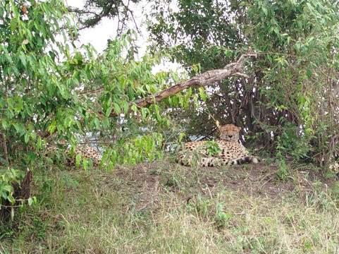 AFRICAN DIURNAL SAFARIS & TOURS-姆万扎必去景点