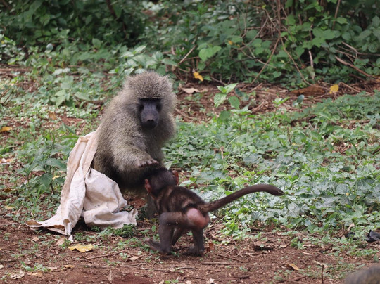 Safari Avventura-阿鲁沙必去景点
