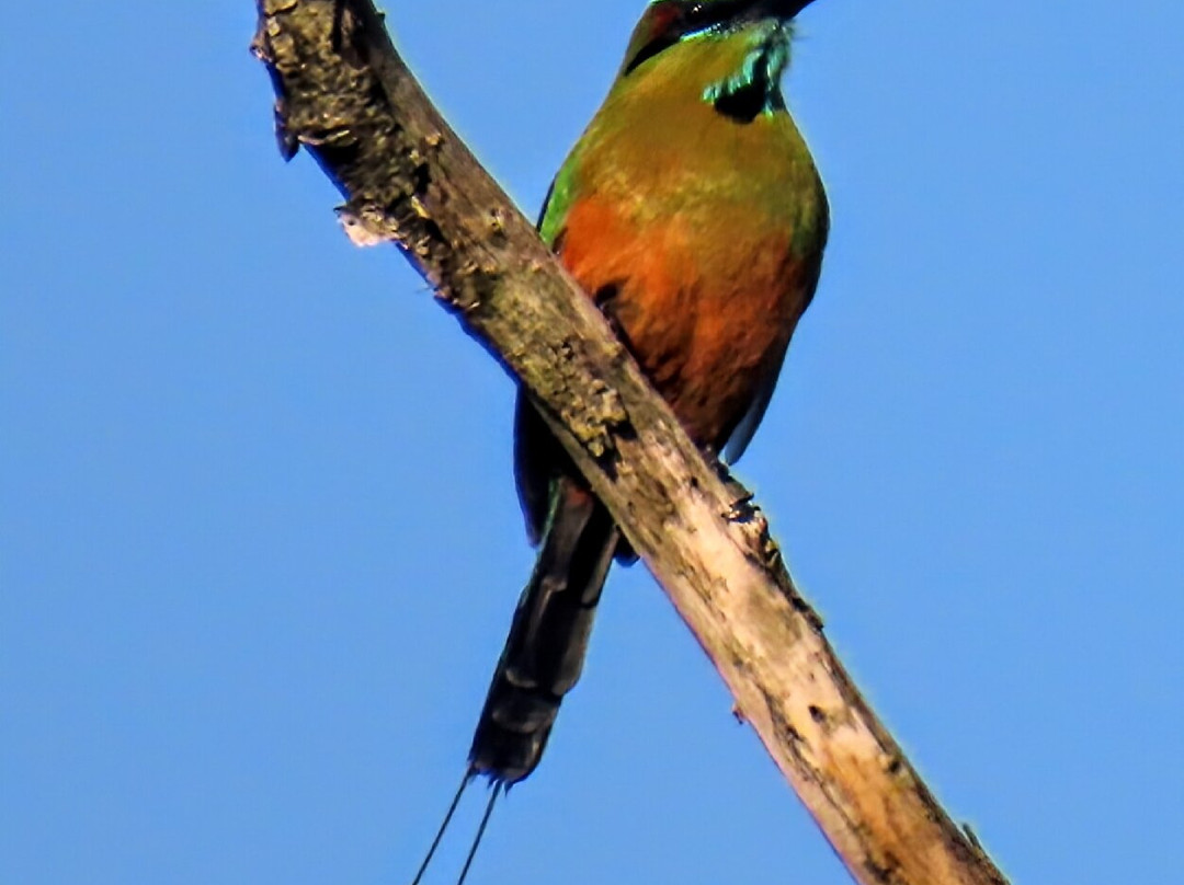 Angel Castillo-Birding Tours-巴利亚多利德必去景点
