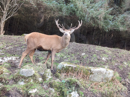 Bainloch Deer Park-Dalbeattie必去景点