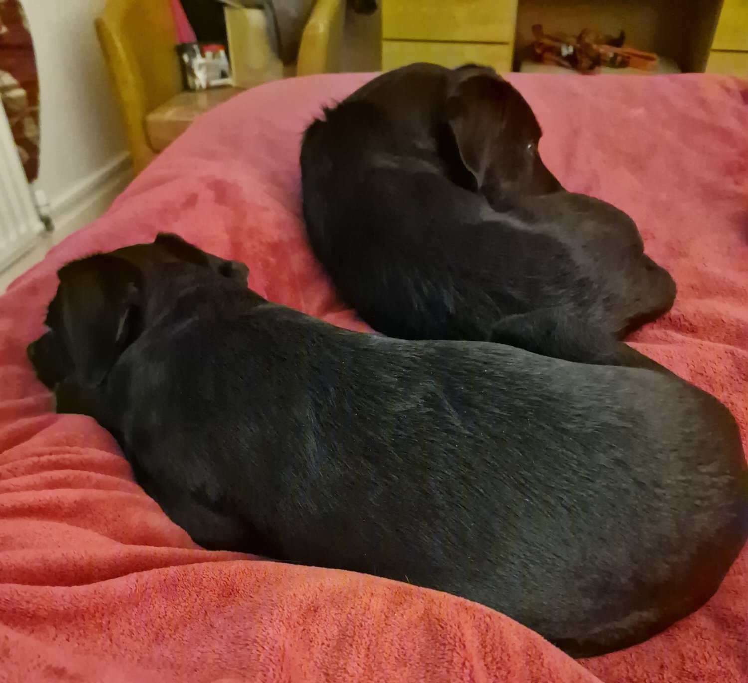 白马住宿酒店-官方