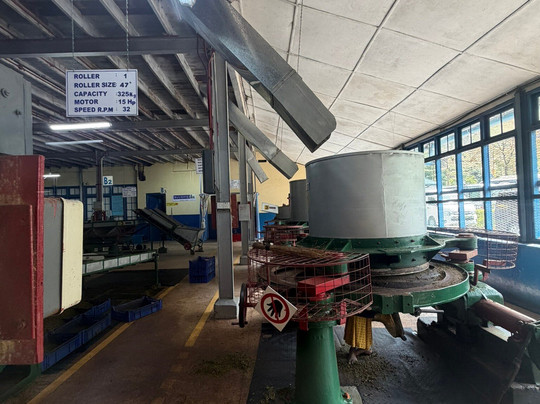 Blue Field Tea Factory-拉马伯达必去景点