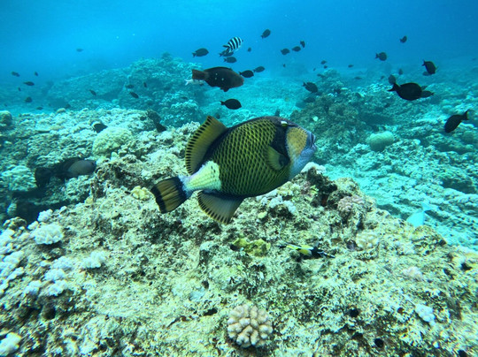 Emperator Diving Center-大湾必去景点