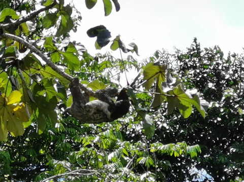 L'oiseau de Paradis主图