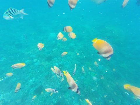 Mambo Beach Resort-官方