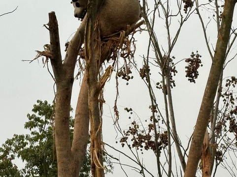 China Highlights-成都必去景点