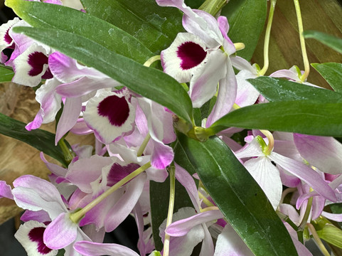 Discovery Gardens-Tavares必去景点