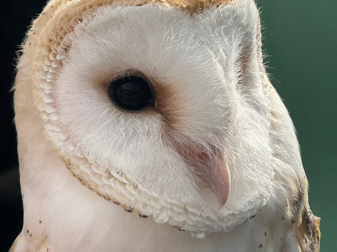 North Devon Hawk Walks-South Molton必去景点