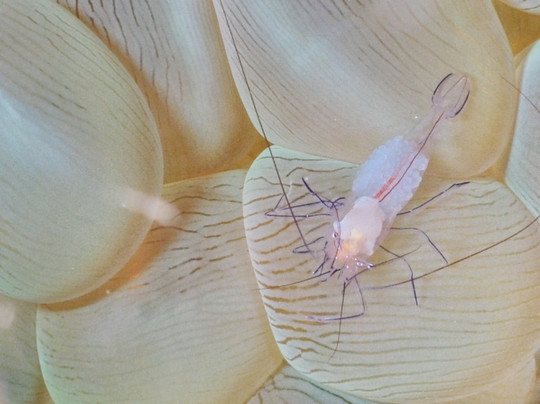 Coco Grove Dive Shop-Tubod必去景点