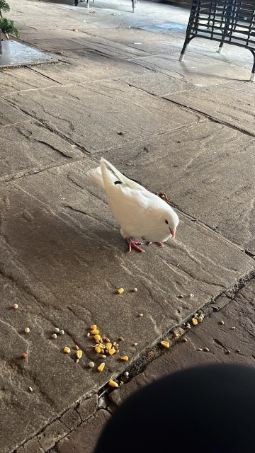 乌托邦温泉露希尔农庄酒店-官方