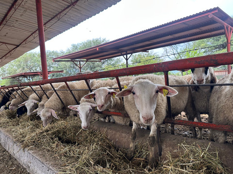 Rancho San Josemaría-克雷塔罗必去景点